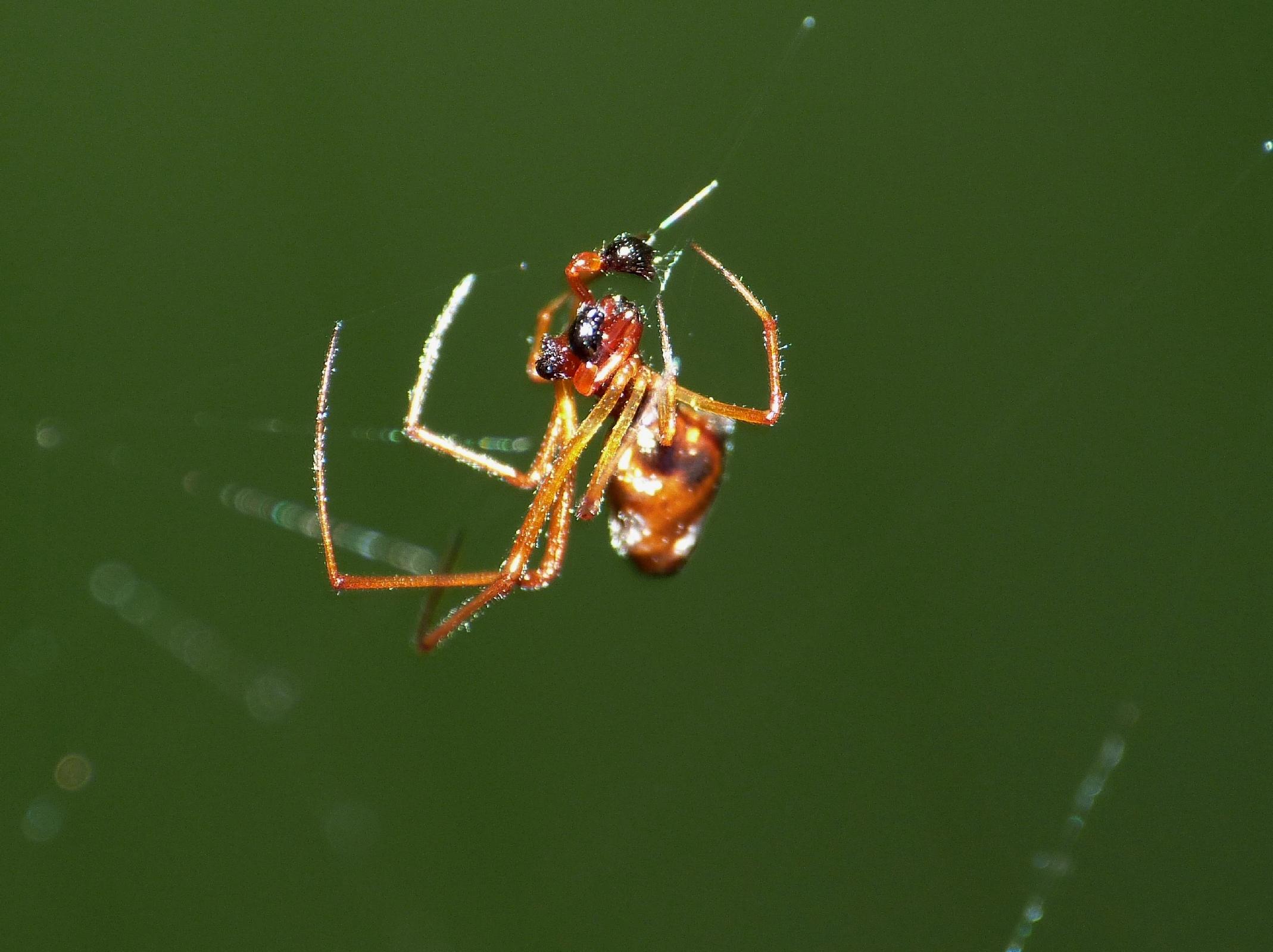 Maschio di Argyrodes con 